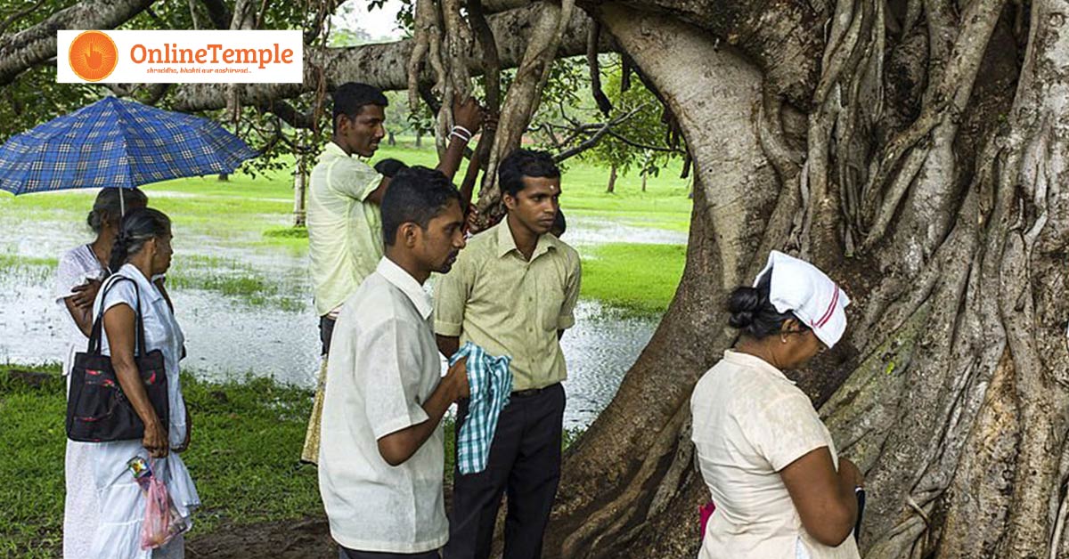 Water-to-Peepal-Tree-01-